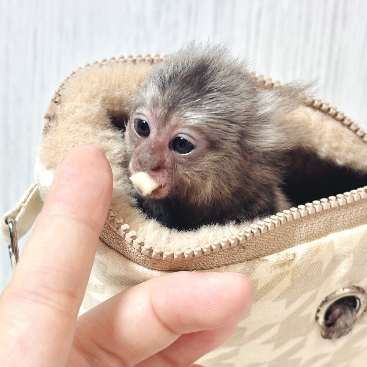 コモンマーモセット