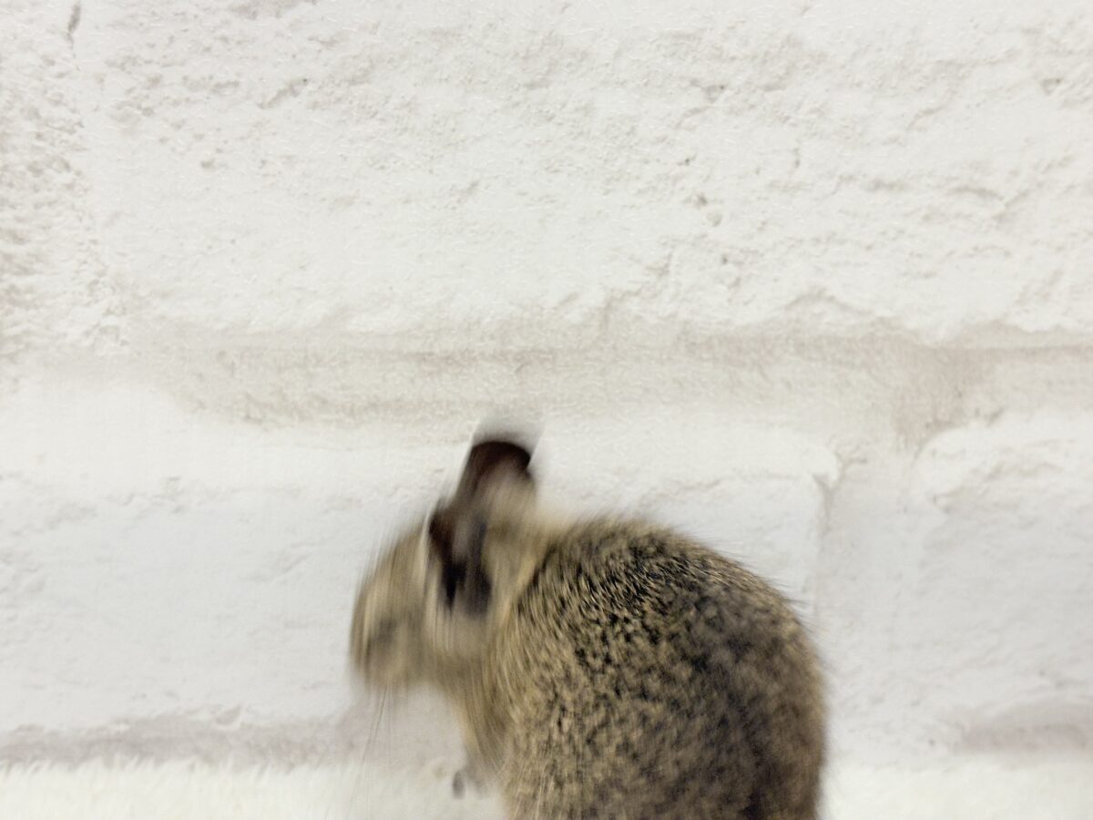 デグー