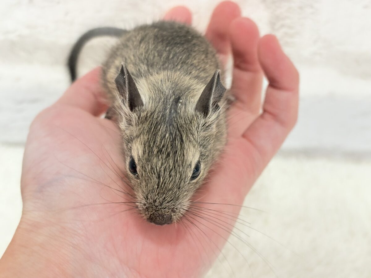 デグー