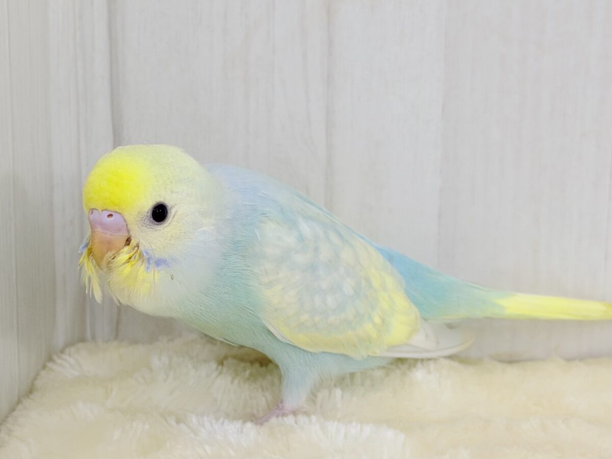 Theパステル!爽やかソーダのレインボー🌈(パステルレインボースパングル) セキセイインコ