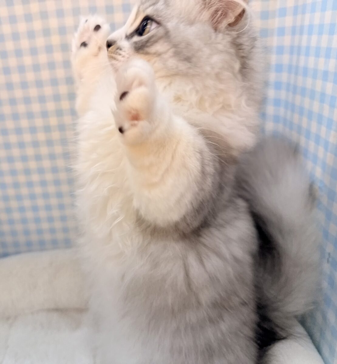 ミヌエット