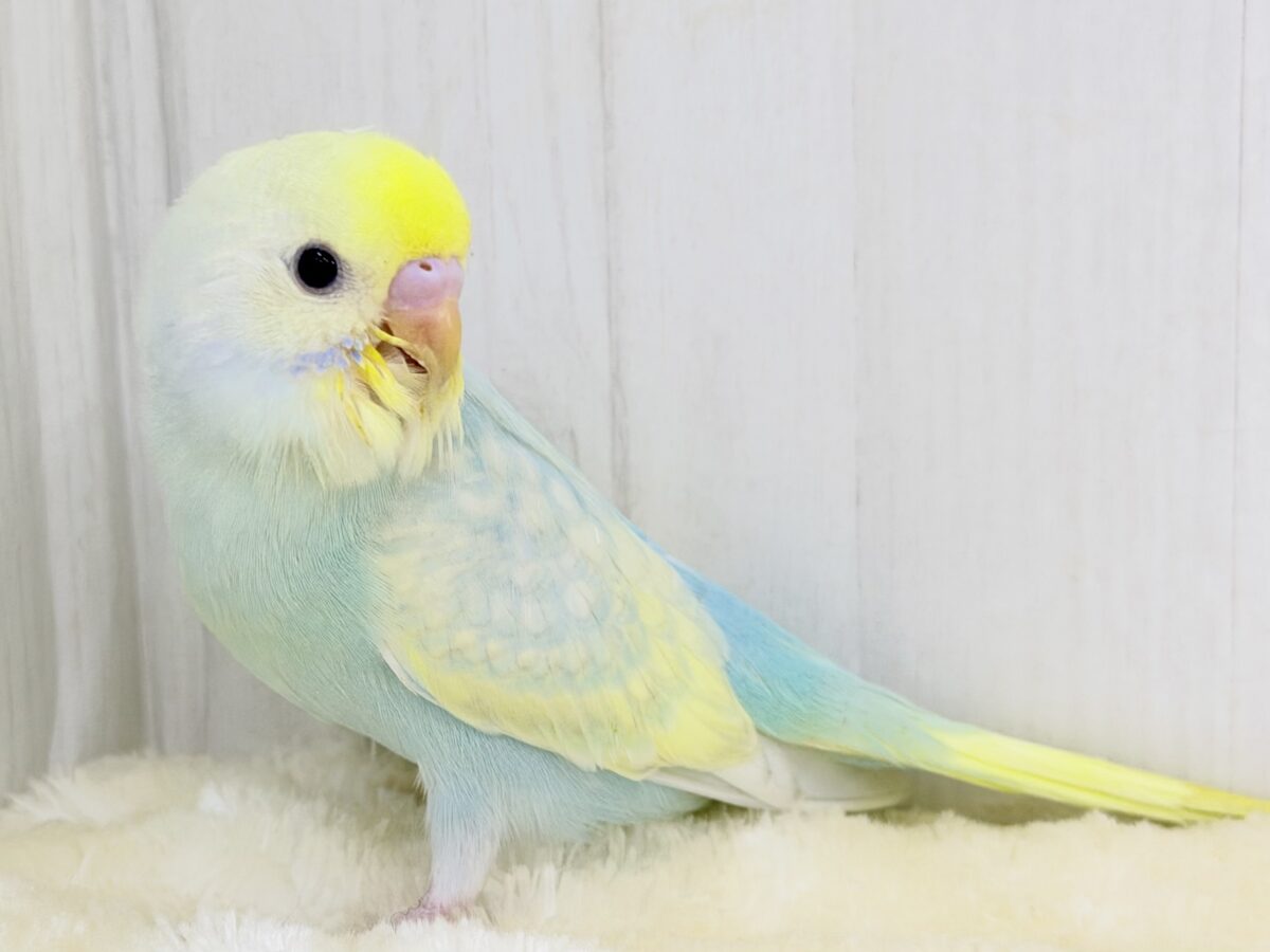 Theパステル!爽やかソーダのレインボー🌈(パステルレインボースパングル) セキセイインコ