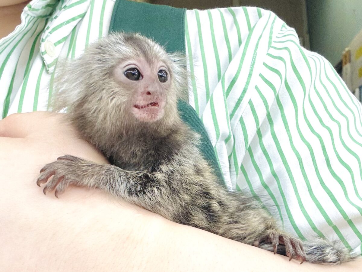 コモンマーモセット