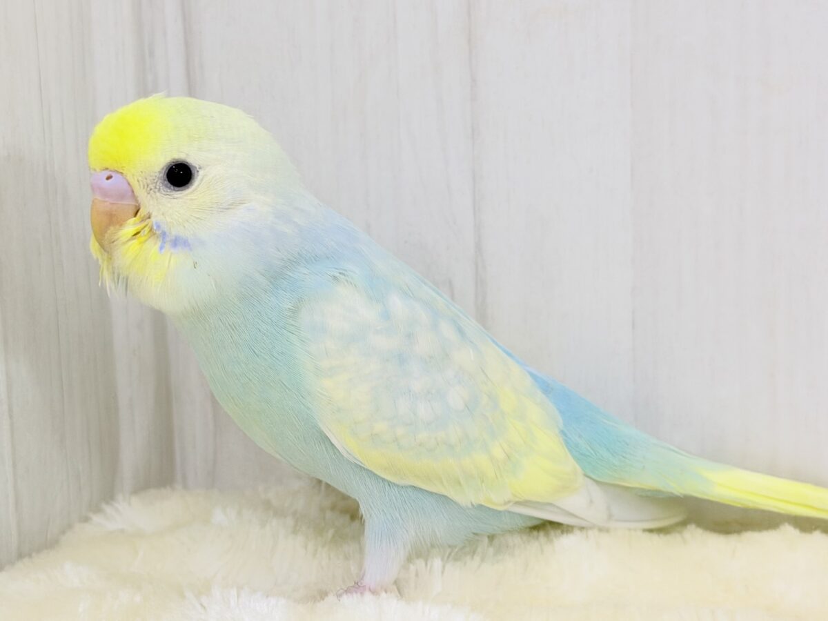 Theパステル!爽やかソーダのレインボー🌈(パステルレインボースパングル) セキセイインコ