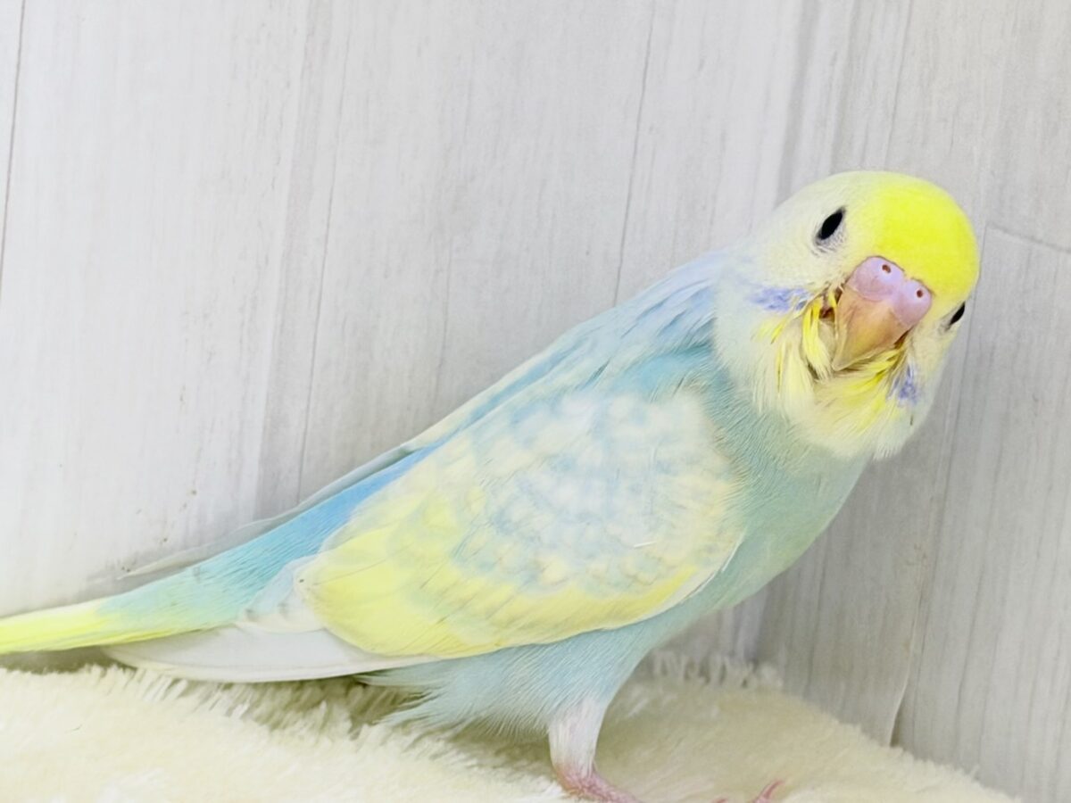 Theパステル!爽やかソーダのレインボー🌈(パステルレインボースパングル) セキセイインコ