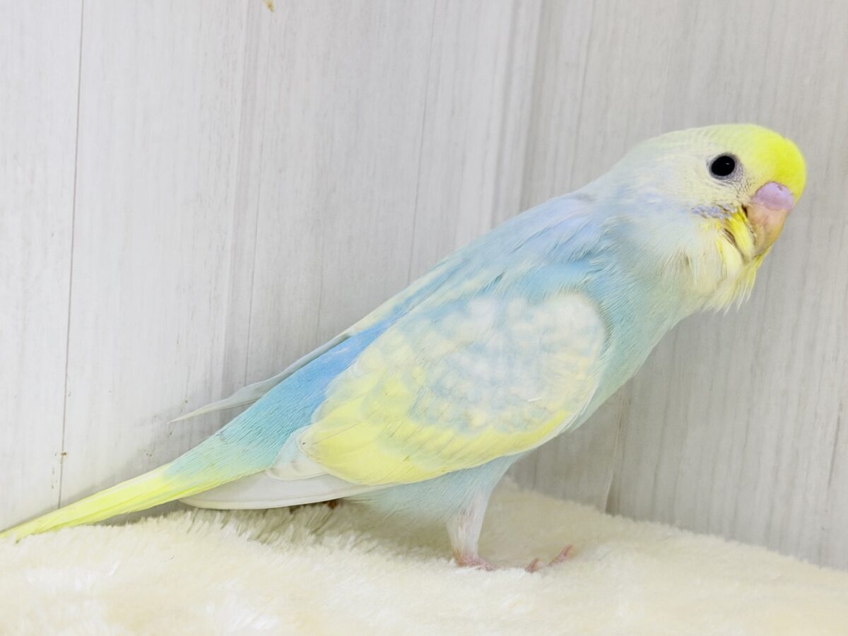 Theパステル!爽やかソーダのレインボー🌈(パステルレインボースパングル) セキセイインコ