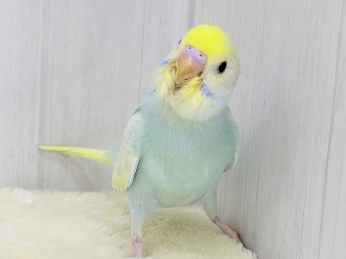 Theパステル!爽やかソーダのレインボー🌈(パステルレインボースパングル) セキセイインコ