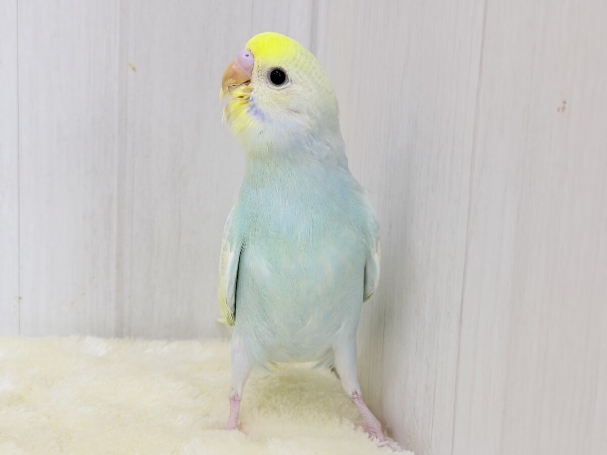 Theパステル!爽やかソーダのレインボー🌈(パステルレインボースパングル) セキセイインコ