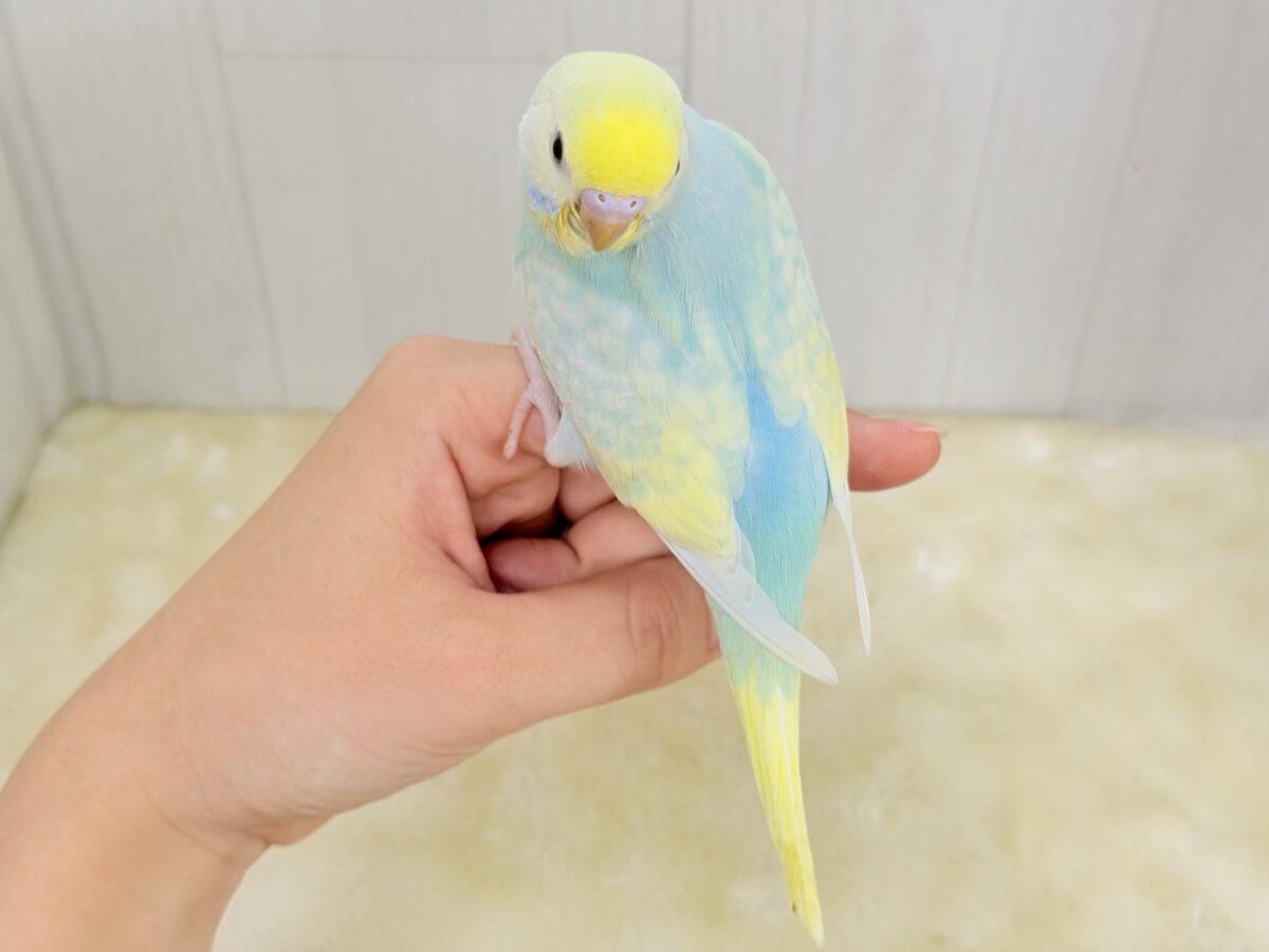 Theパステル!爽やかソーダのレインボー🌈(パステルレインボースパングル) セキセイインコ