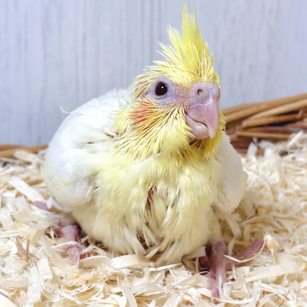 オカメインコ