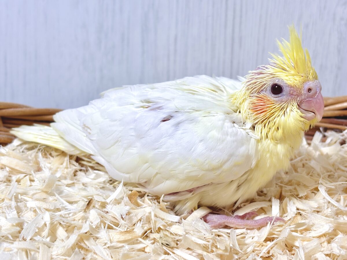 オカメインコ
