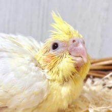 🍁秋風に揺れる冠羽がキュート🍁王道人気のルチノーオカメちゃん🐥💛