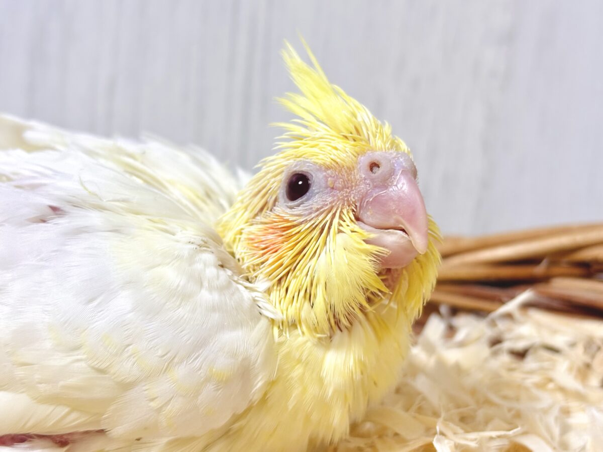 🍁秋風に揺れる冠羽がキュート🍁王道人気のルチノーオカメちゃん🐥💛