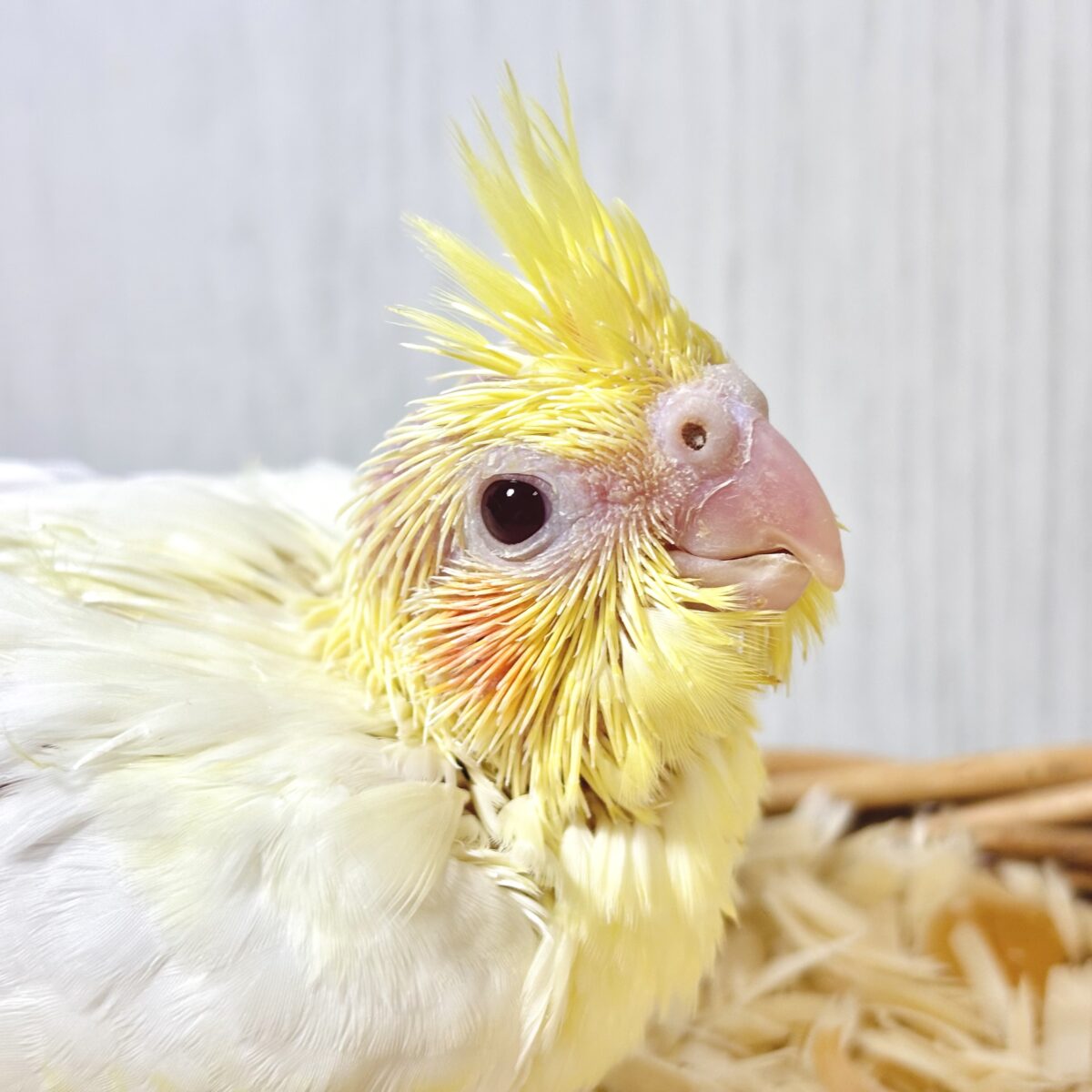 オカメインコ