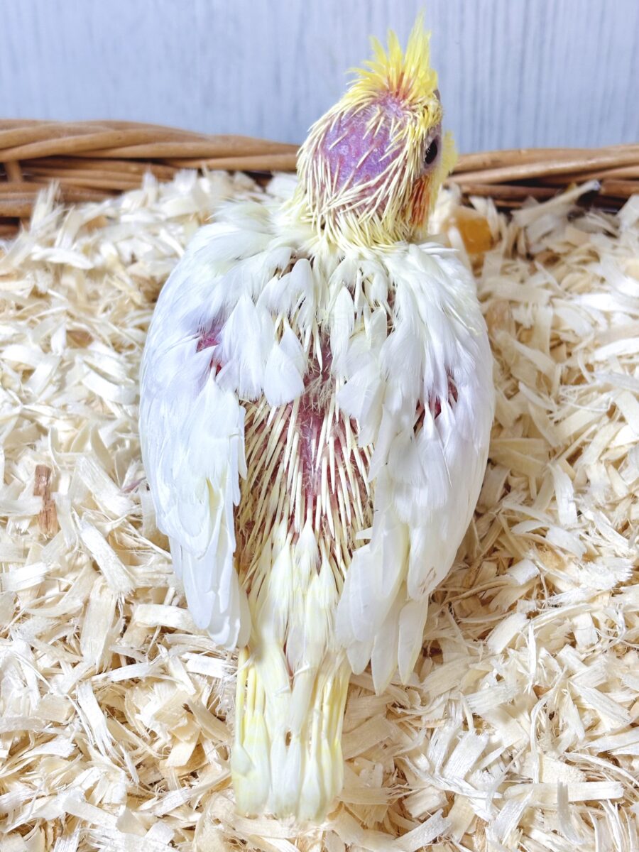 オカメインコ
