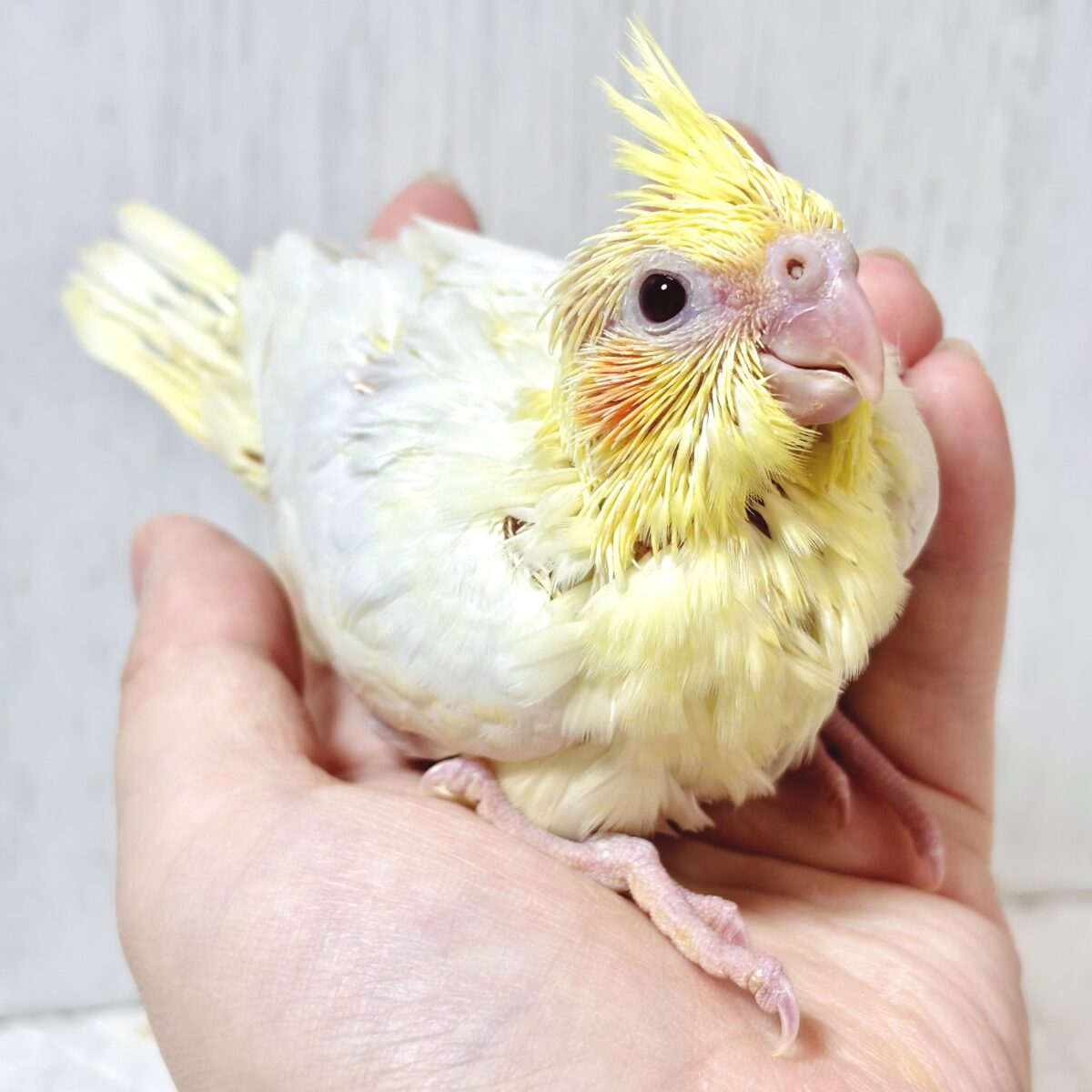 オカメインコ