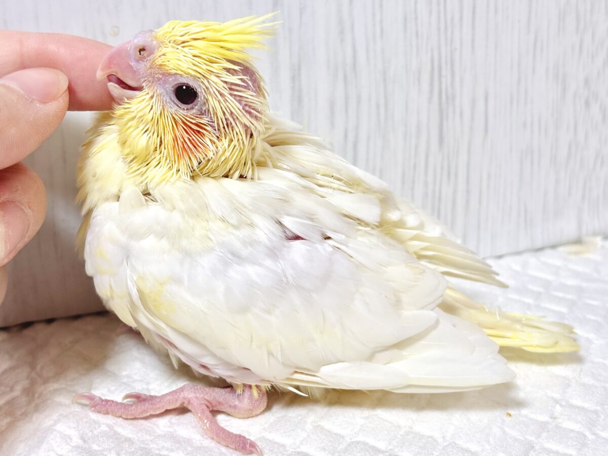 オカメインコ