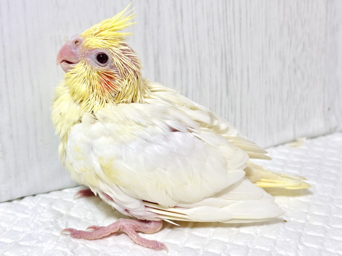 オカメインコ