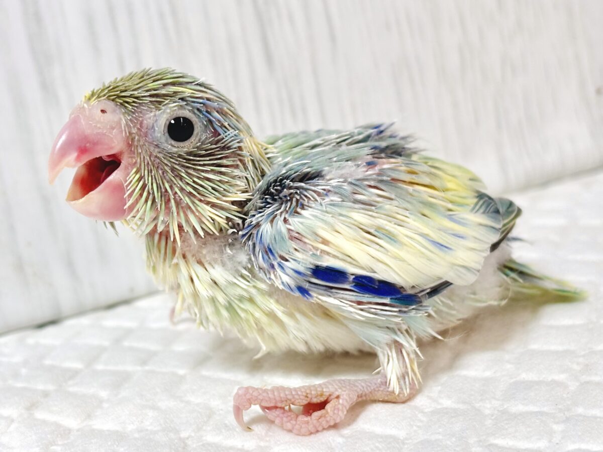 マメルリハ