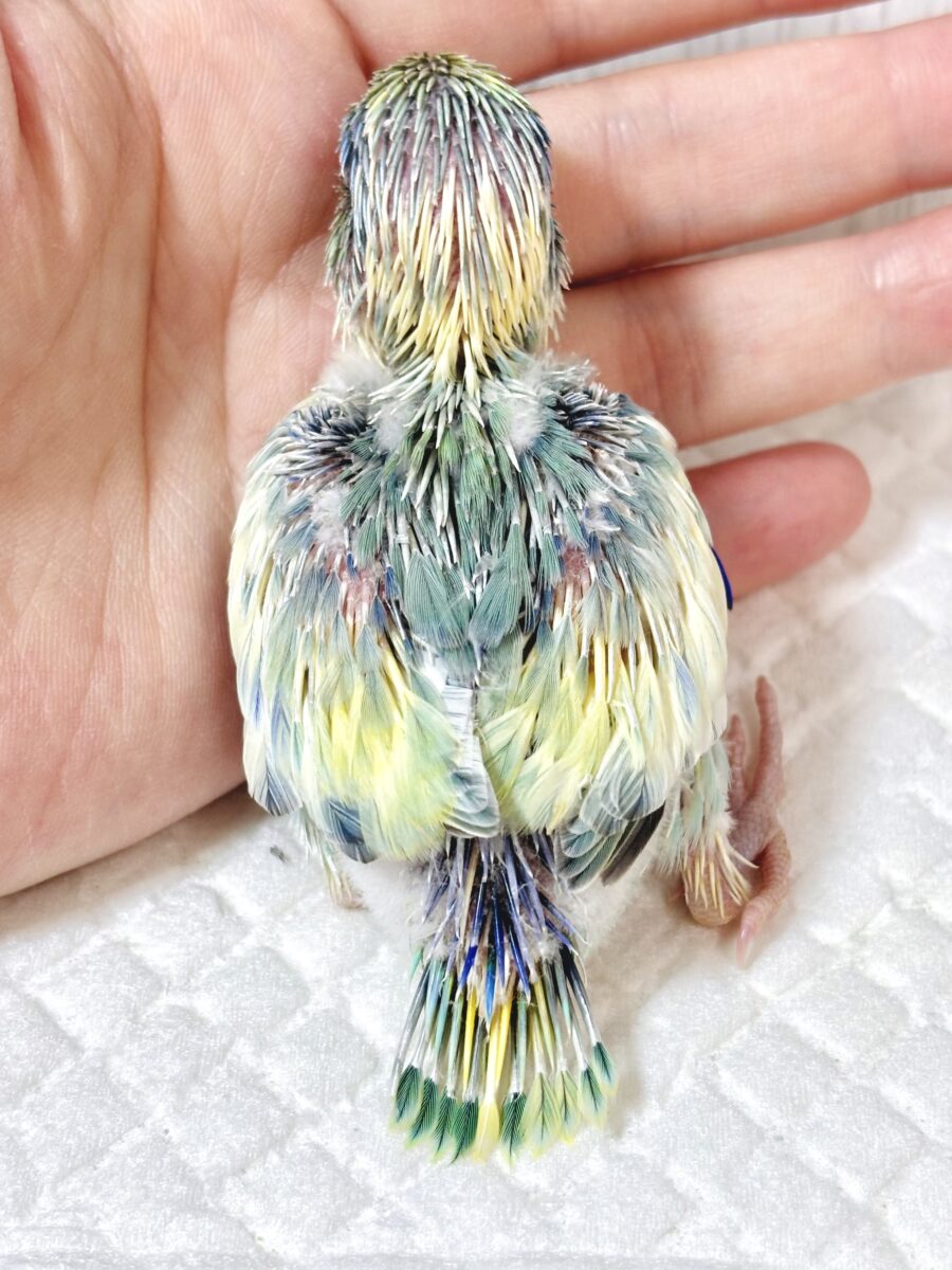 マメルリハ