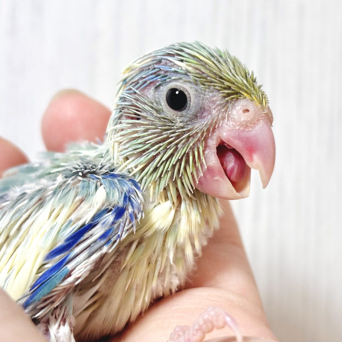 マメルリハ