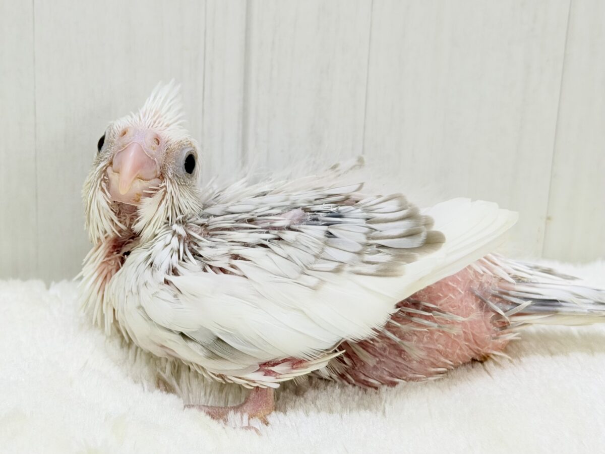 ふんわり雲の上でひとやすみ︎︎☁💭オカメインコ(ホワイトフェイスシナモンパールパイド) オカメインコ