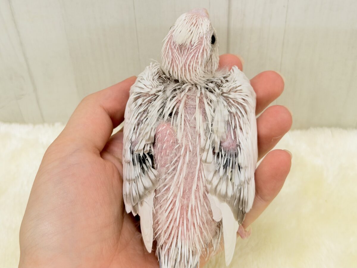 ふんわり雲の上でひとやすみ︎︎☁💭オカメインコ(ホワイトフェイスシナモンパールパイド) オカメインコ