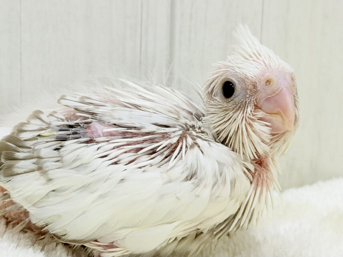 ふんわり雲の上でひとやすみ︎︎☁💭オカメインコ(ホワイトフェイスシナモンパールパイド)