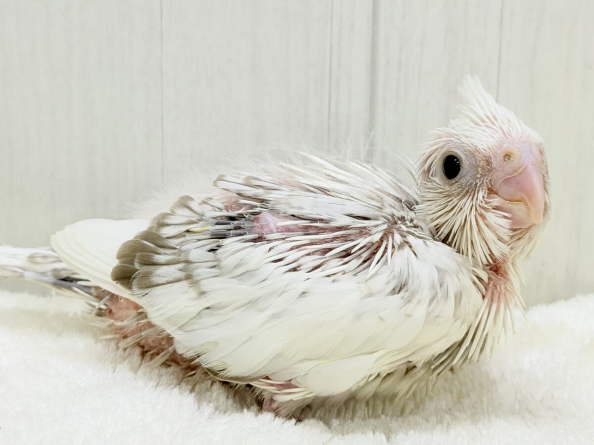 ふんわり雲の上でひとやすみ︎︎☁💭オカメインコ(ホワイトフェイスシナモンパールパイド) ふんわり雲の上でひとやすみ︎︎☁💭オカメインコ(ホワイトフェイスシナモンパールパイド)
