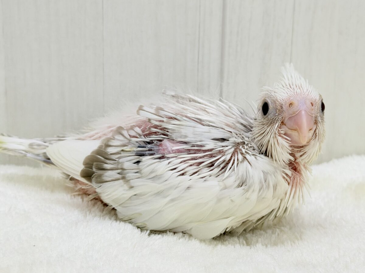 ふんわり雲の上でひとやすみ︎︎☁💭オカメインコ(ホワイトフェイスシナモンパールパイド) オカメインコ