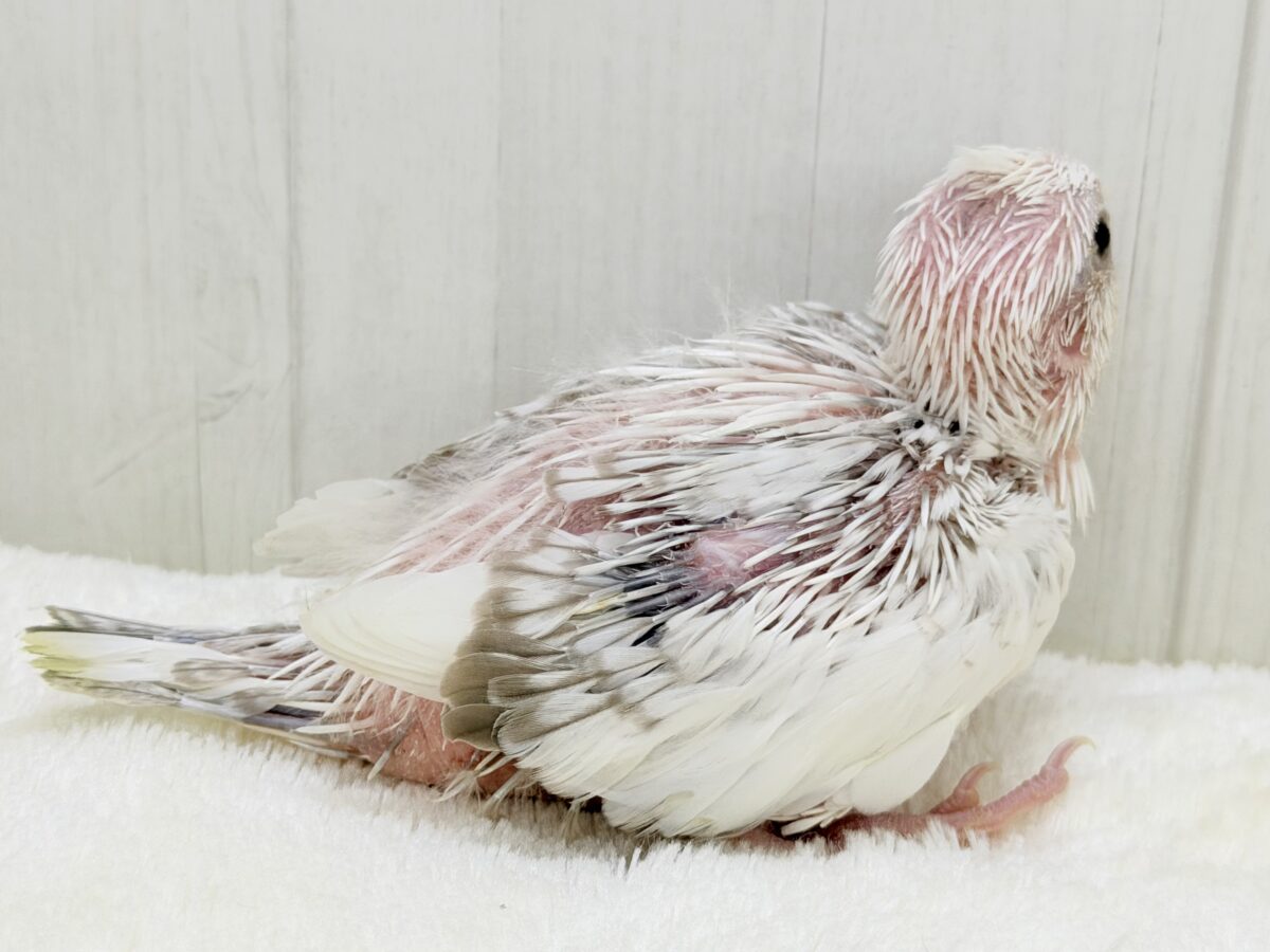 ふんわり雲の上でひとやすみ︎︎☁💭オカメインコ(ホワイトフェイスシナモンパールパイド) オカメインコ