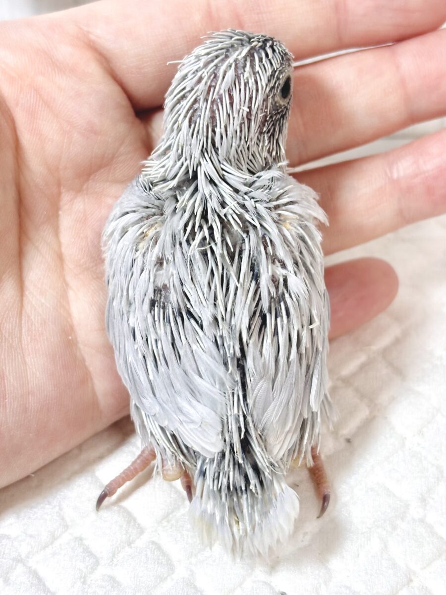 マメルリハ