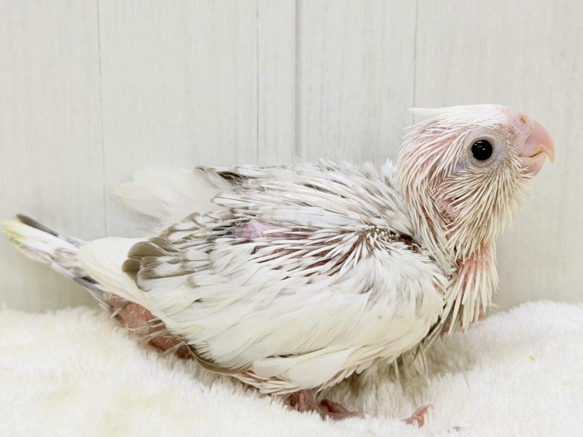 ふんわり雲の上でひとやすみ︎︎☁💭オカメインコ(ホワイトフェイスシナモンパールパイド) オカメインコ