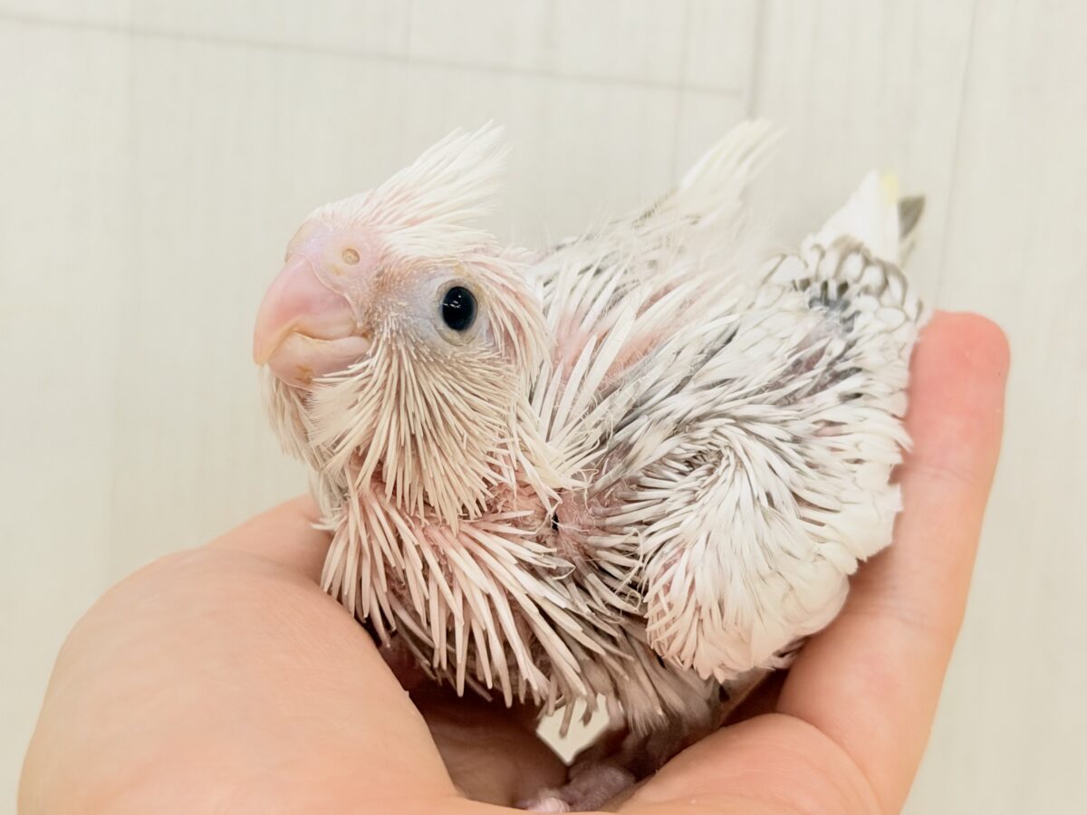 ふんわり雲の上でひとやすみ︎︎☁💭オカメインコ(ホワイトフェイスシナモンパールパイド) オカメインコ