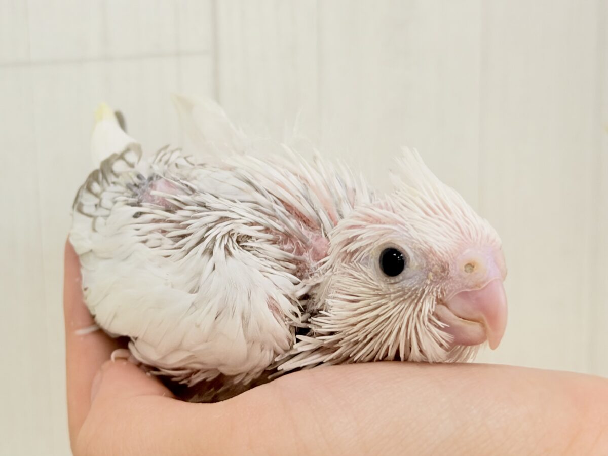 ふんわり雲の上でひとやすみ︎︎☁💭オカメインコ(ホワイトフェイスシナモンパールパイド) オカメインコ
