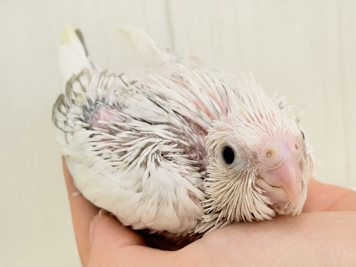 ふんわり雲の上でひとやすみ︎︎☁💭オカメインコ(ホワイトフェイスシナモンパールパイド) オカメインコ