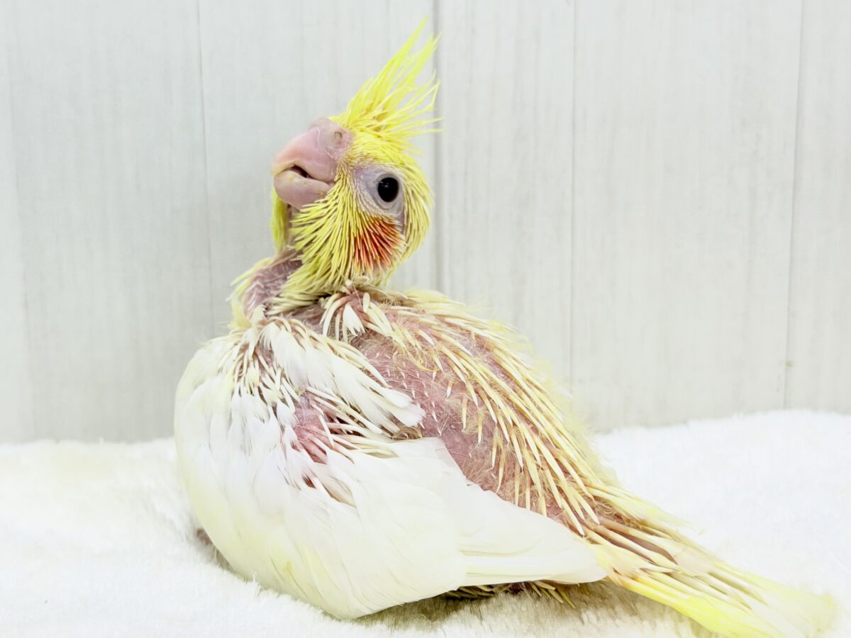 小さなひだまりをひとりじめ☀️オカメインコ(ルチノー) オカメインコ