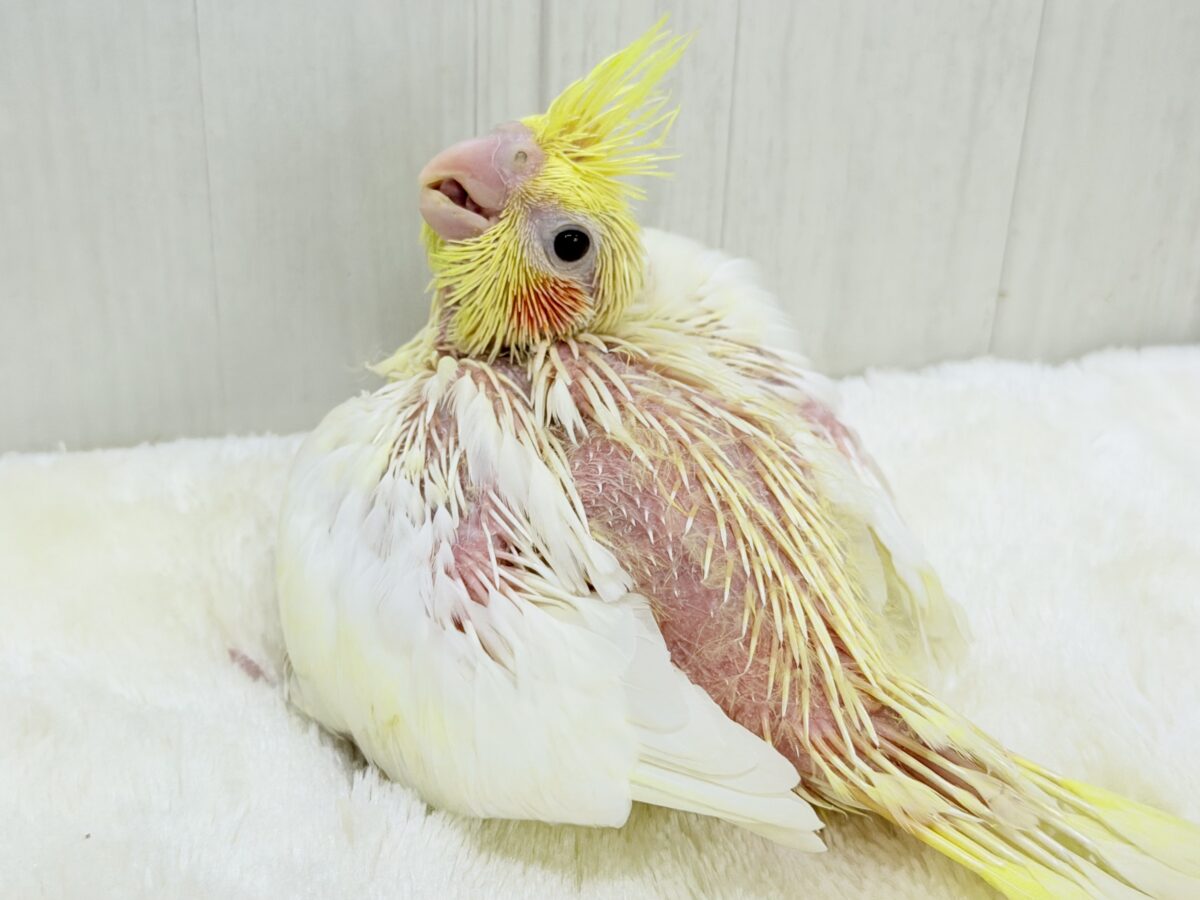 小さなひだまりをひとりじめ☀️オカメインコ(ルチノー) オカメインコ