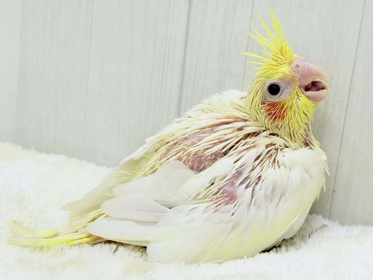 小さなひだまりをひとりじめ☀️オカメインコ(ルチノー) オカメインコ