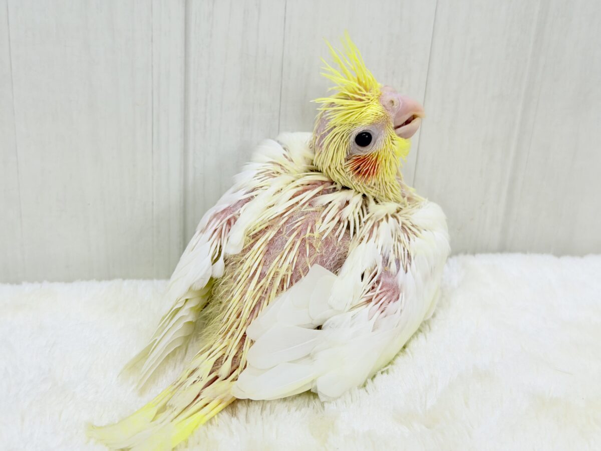 小さなひだまりをひとりじめ☀️オカメインコ(ルチノー) オカメインコ