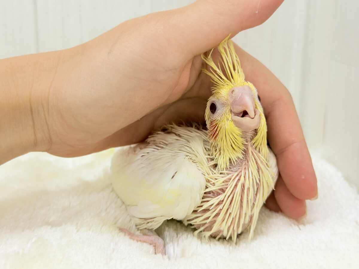小さなひだまりをひとりじめ☀️オカメインコ(ルチノー) オカメインコ