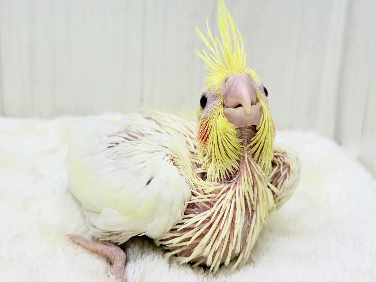 小さなひだまりをひとりじめ☀️オカメインコ(ルチノー) 小さなひだまりをひとりじめ☀️オカメインコ(ルチノー)