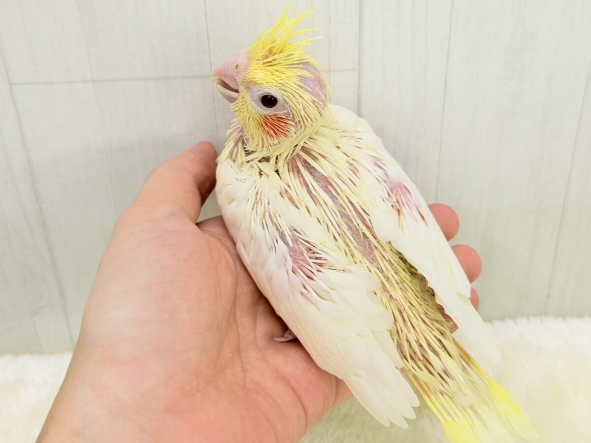 小さなひだまりをひとりじめ☀️オカメインコ(ルチノー) オカメインコ