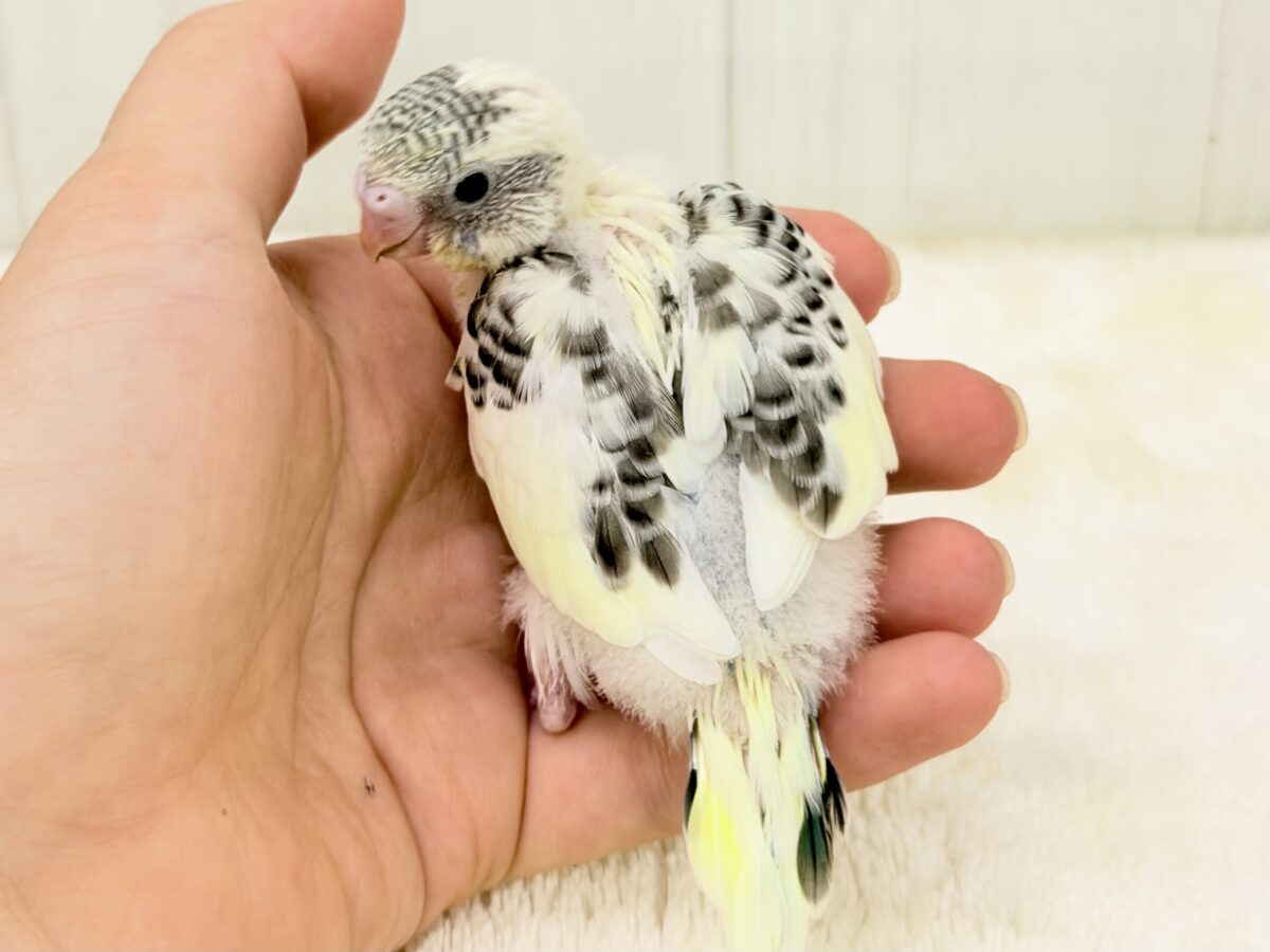 カスタードクリームにビターなアクセント🍫🖤セキセイインコ(クリームハルクイン)