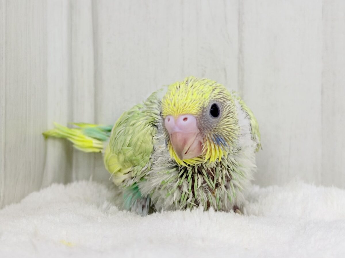 メロンソーダにアイスクリーム乗っけちゃおうかな？🍦セキセイインコ(パステルレインボースパングル)