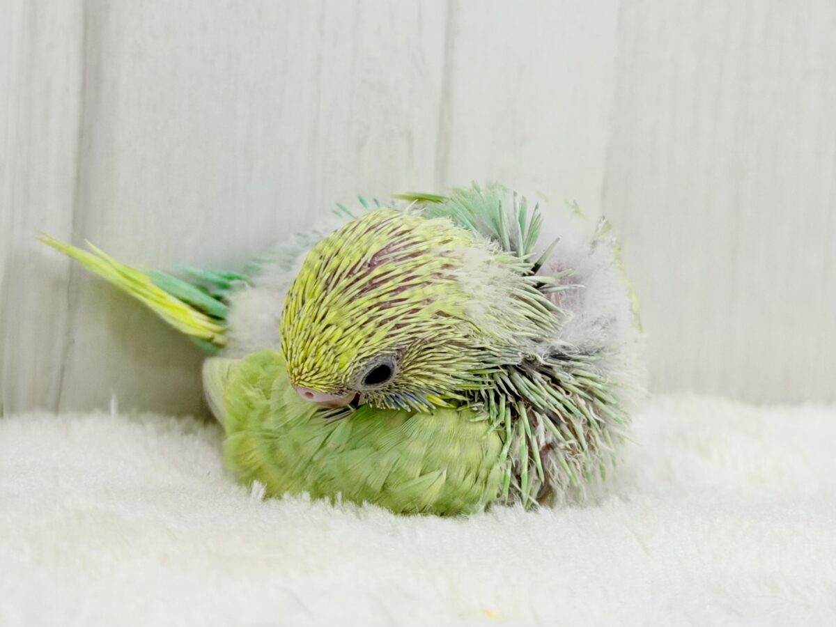セキセイインコ