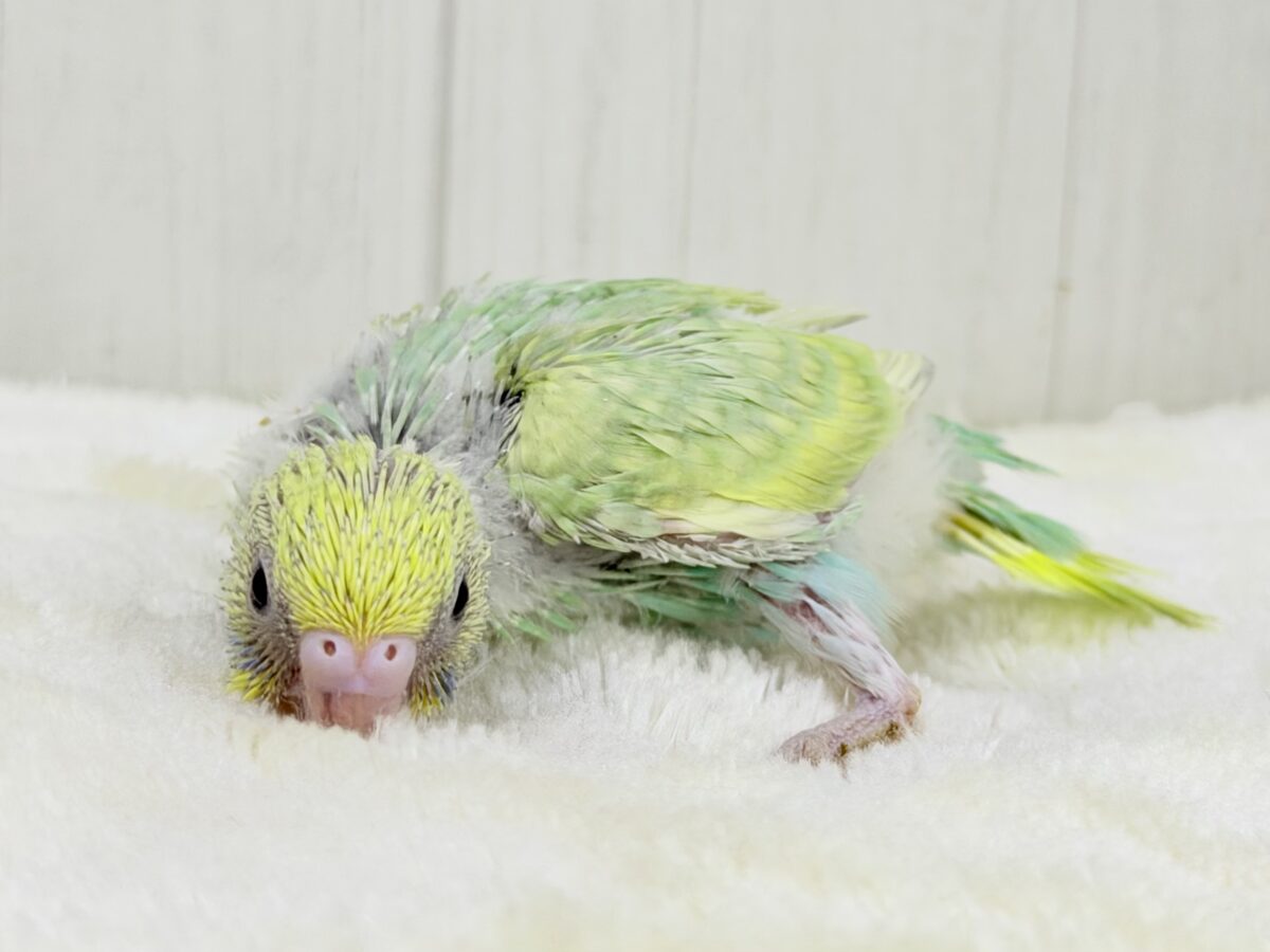 セキセイインコ
