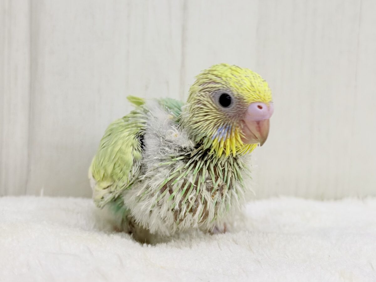 セキセイインコ