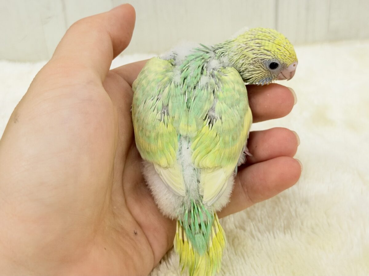 セキセイインコ