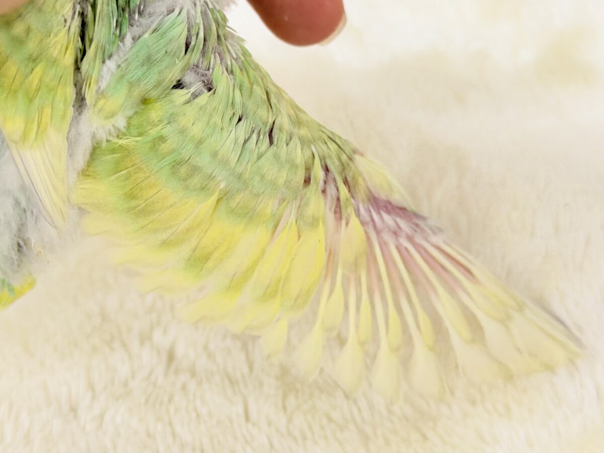 セキセイインコ